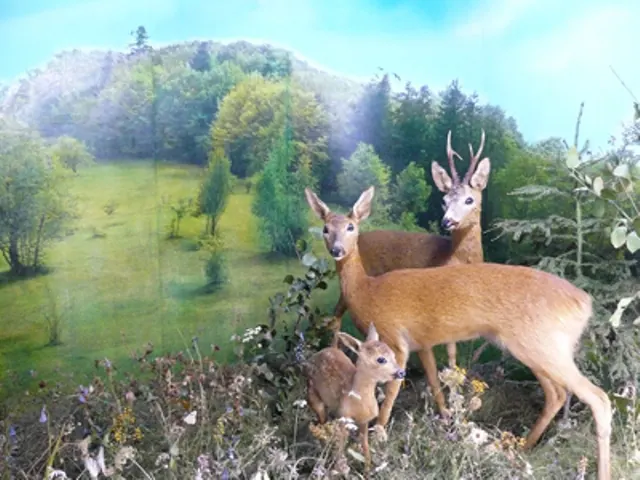 Fotografia 4 din 4, Muzeul de Științe Naturale Piatra-Neamț